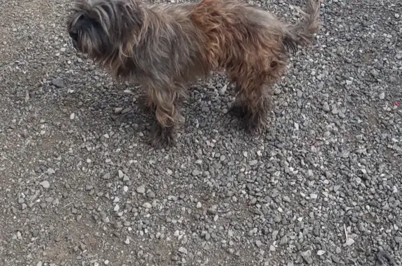 Chienne marron perdue à Désertines - photo