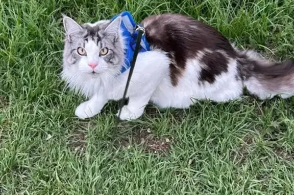 Missing cat , photo: Lost: 9-Month Long-Haired Cat, Deep Dale