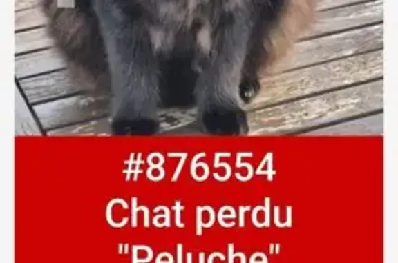 Chat perdu, , photo: Peluche, minette noire perdue à Argens