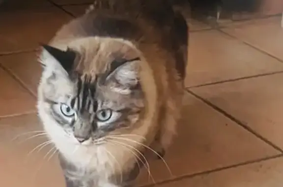Chatte grise perdue à Pers-Jussy - photo