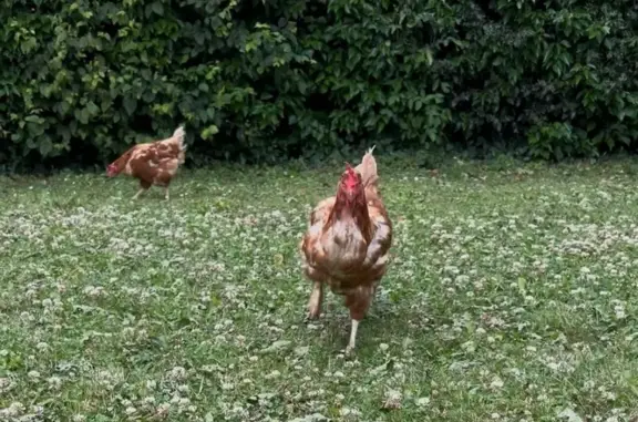 Animaux perdus Buchy, photo: Oiseaux perdus à Buchy, rue Journois