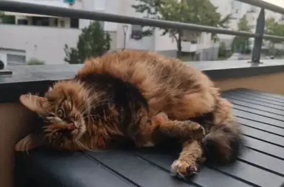 Animaux perdus Illkirch-Graffenstaden, photo: Chatte tricolore perdue à Illkirch