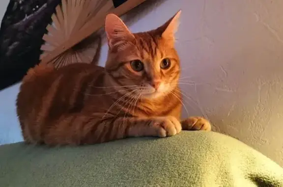 Animaux perdus Montblanc, photo: Chat roux vif-tigré perdu à Montblanc