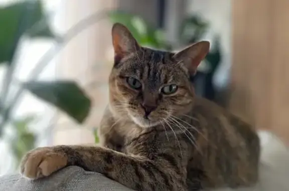 Chatte perdue à Guelange : Mimou, 9 ans - photo