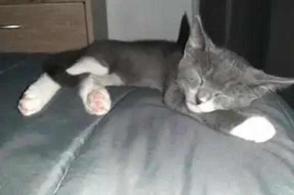 Chat perdu, câlin, Impasse de la Bastide - photo