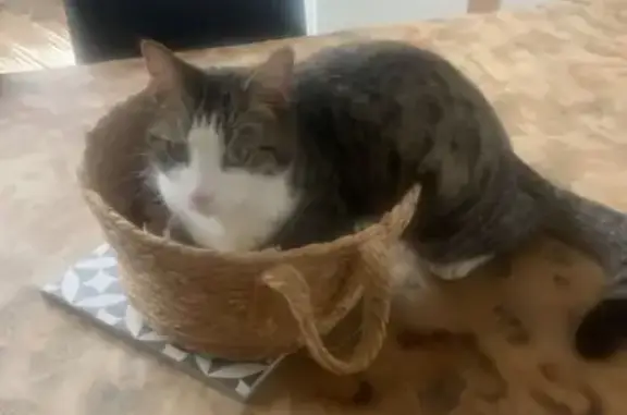 Chat perdu, Chadrac, photo: Chat perdu : grand, tigré, affectueux, Chadrac