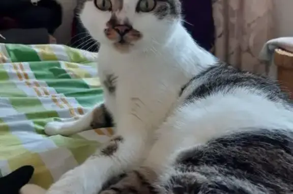 Chat perdu : mâle blanc/tigré, Rieux - photo