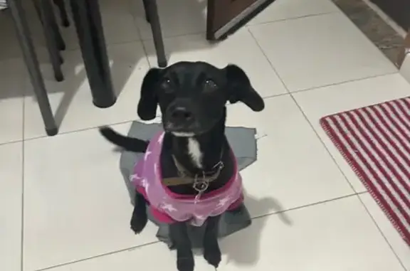 cachorro desaparecida