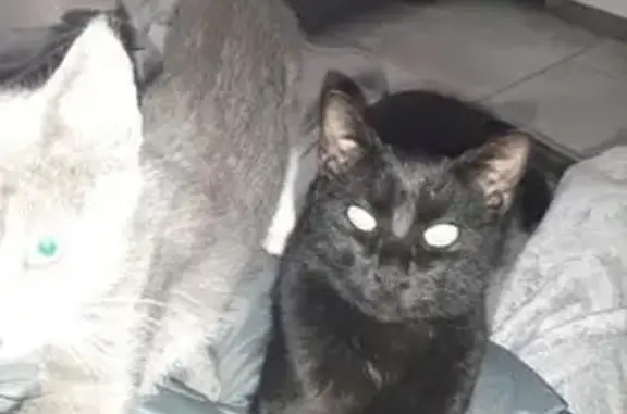 Chat perdue, câline, Impasse de la Bastide - photo