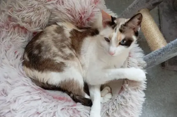 Chat perdu, Nancy, photo: Chatte perdue, yeux bleus, Rue Saint-Julien
