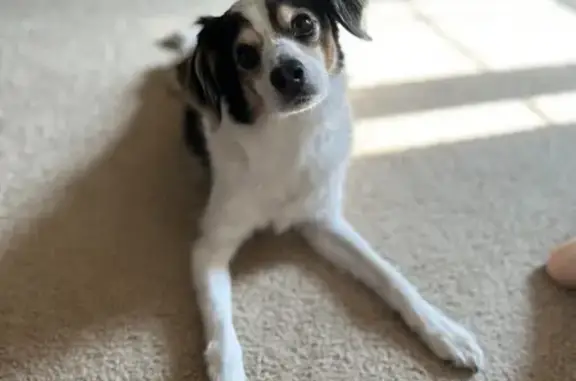 Lost Dog: White with Unique Blue Marking