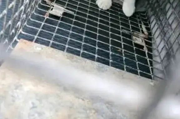 Chat trouvé Plobannalec-Lesconil, photo: Chatte jeune trouvée Rue R. Rolland