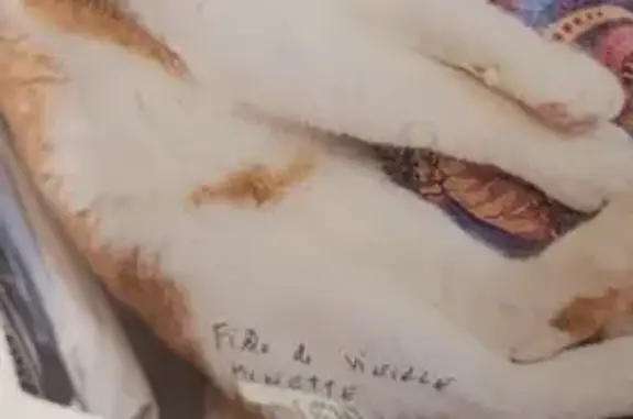 Animaux perdus Niort, photo: Chat adulte roux et blanc perdu à Niort