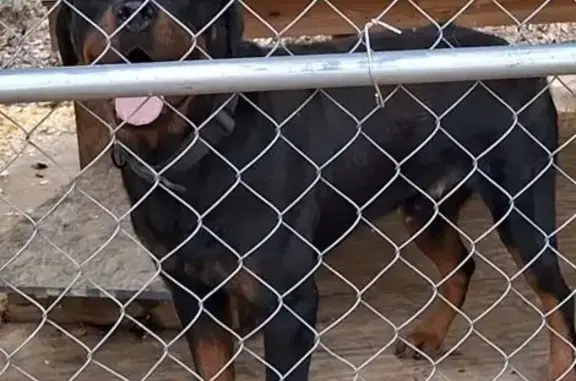 Found dog Conway, photo: Found: Large Rottweiler on Acklin Gap Rd