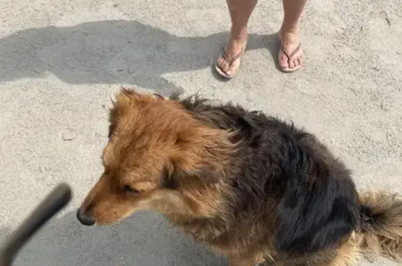 Animaux trouvés Plougonvelin, photo: Chien fauve trouvé à Plougonvelin