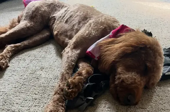 Huxley is a goldendoodle with a light red/rust colored coat. She is wearing a black color. She was last seen on 8/10/25 at 8pm on the south side of Woman lake just southwest of Longville, MN. She can tend to be shy around new people but is very friendly. If seen, please call 612-201-0764 or 763-485-1362 immediately. We appreciate the support, thank you.