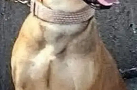 Lost Dog: Black Collar, West Burleigh