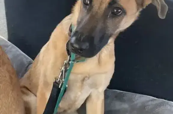 Lost Shy German Shepherd Mix in Newark