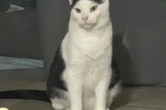Lost Shy Cat: Black & White, Toronto