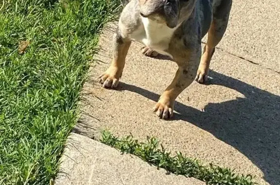 Lost: 1-Year-Old Merle Frenchie in Chicago
