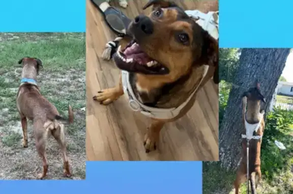 Missing dog , photo: Lost Dog: Tan & Black, Stephanie Drive
