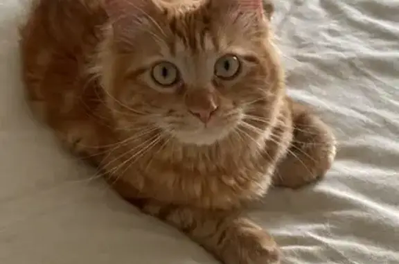 Chat perdu, Sérignan, photo: Chat roux Loki perdu à Sérignan
