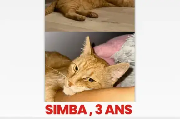 Chat roux perdu à Aix-les-Bains - photo