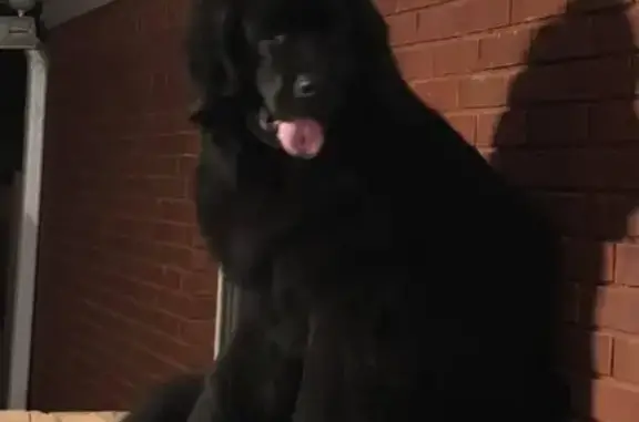 Lost Black Dog: Loving & Collarless in Trenton
