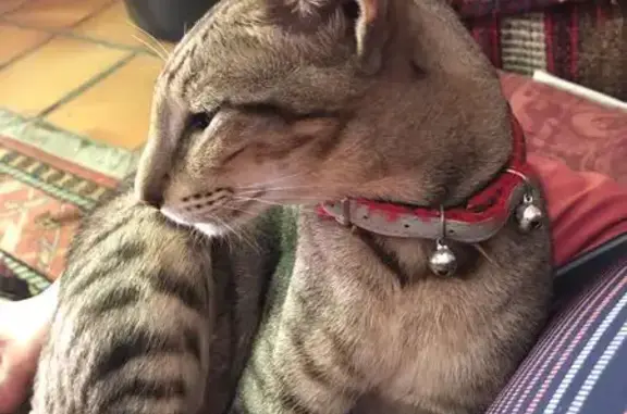 Animaux perdus Rognes, photo: Chat Oriental tigré brun perdu à Rognes