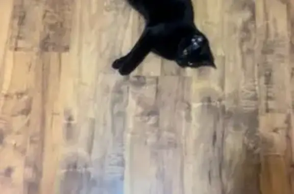 Lost Black Cat: Seen on Moravian Valley Rd