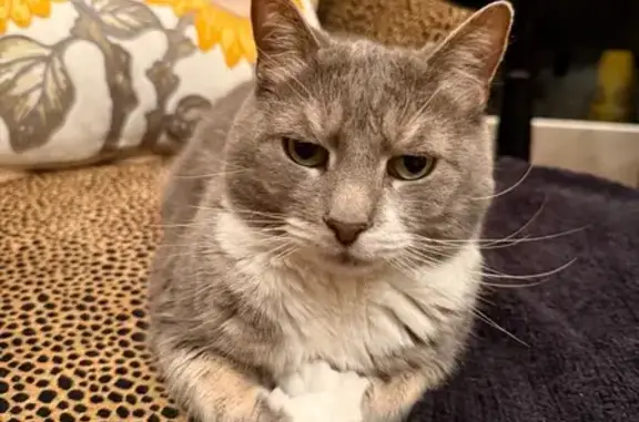 Lost Grey & White Cat on Saucon Valley Rd