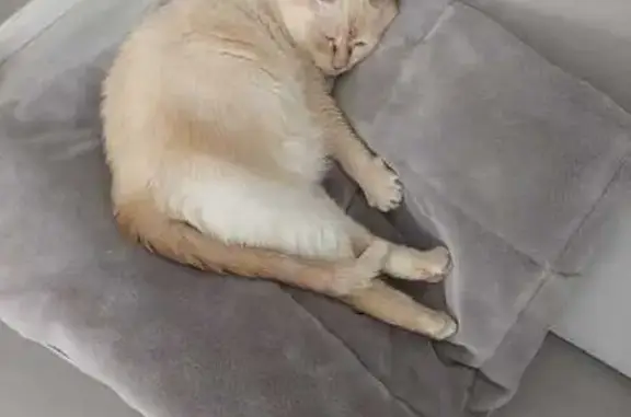 Chat perdu, Les Ulis, photo: Chat perdu Siamois croisé, Les Ulis