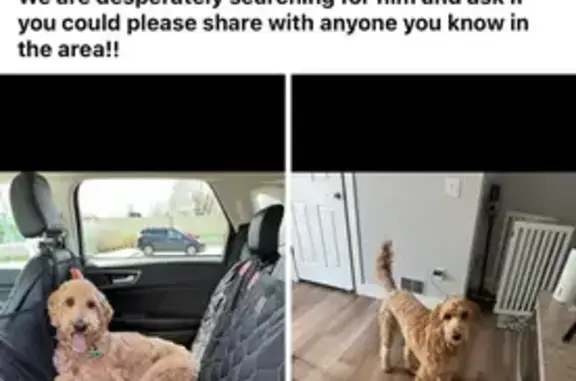 Lost Dog: Golden with White Patches