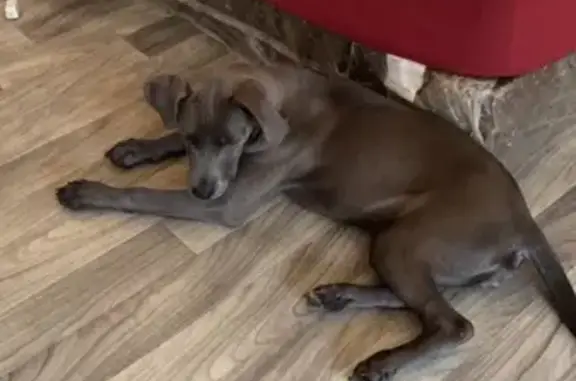 Lost Dog: White Patch, South Coles Ave