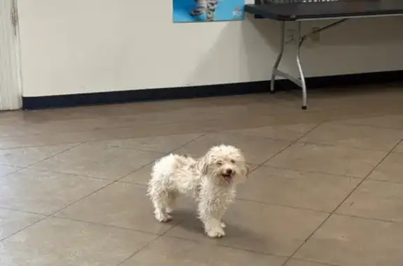 Lost pets Goodyear, photo: Lost Dog: White/Brown, 12lbs, Goodyear