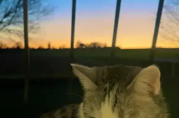 Chat perdu, , photo: Chat perdue, maigre, yeux verts, Germignac