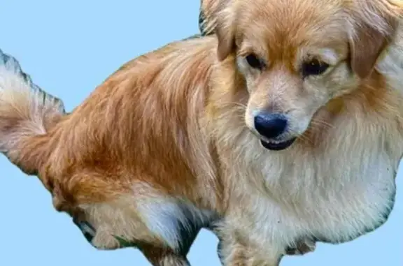 Lost Golden Mix Dog in Manassas Area