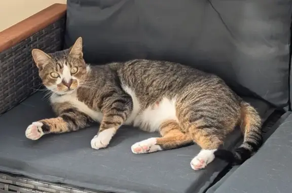 Animaux perdus Metz, photo: Chat tigré gris perdu à Metz