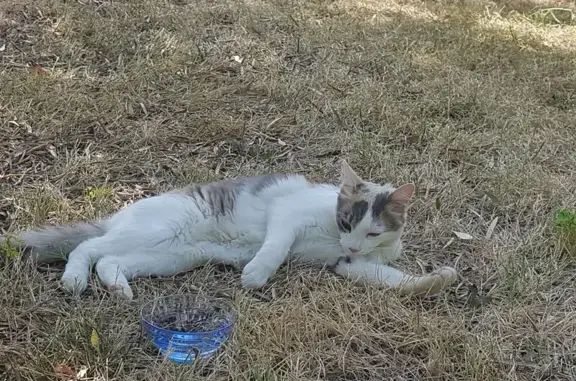 Chat trouvé , photo: Chatte isabelle trouvée à Monbrun