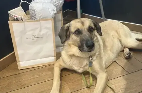Chien perdu Savigny-sur-Orge, photo : Chien berger sable perdu à Savigny-sur-Orge