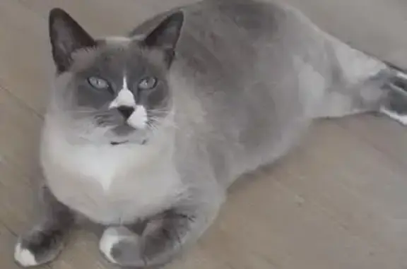 Chatte siamoise perdue à Landerneau - photo