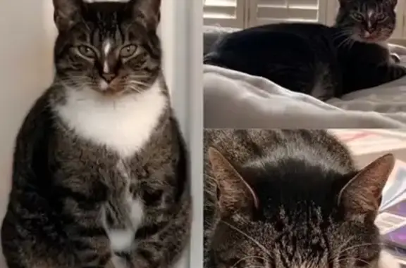 Lost Male Tabby: White Socks & Nose Stripe
