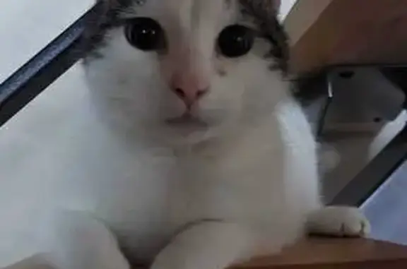 Animaux perdus , photo: Chat perdu à La Plagne : blanc et tigré