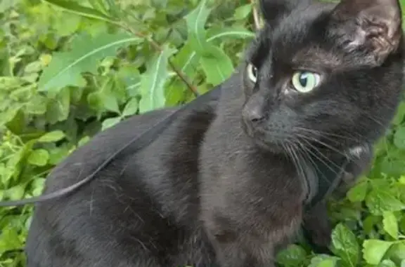 Missing cat Columbus, photo: Lost Black Cat: Green Eyes in Columbus