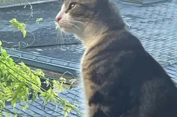 Animaux perdus Rezé, photo: Petite chatte perdue à Rezé, rue Alsace