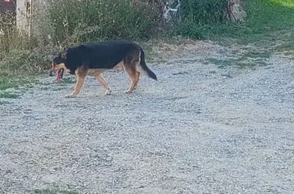 Animaux trouvés , photo: Chien trouvé près de la forêt à Saint-Jean