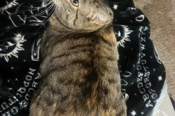 Lost Cat Ruby: Orange Stripe, Raccoon Tail