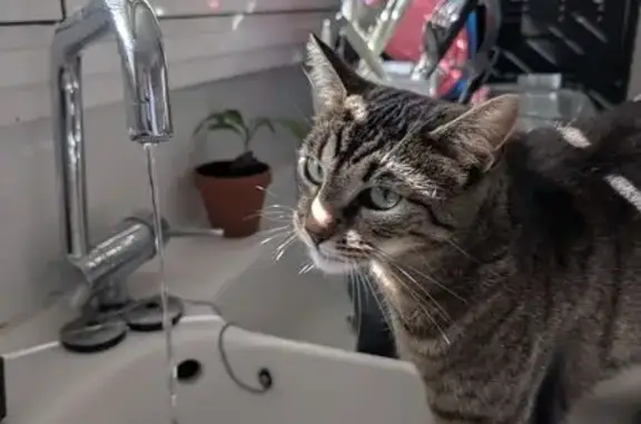 Chatte tigrée perdue à Valence-en-Brie - photo