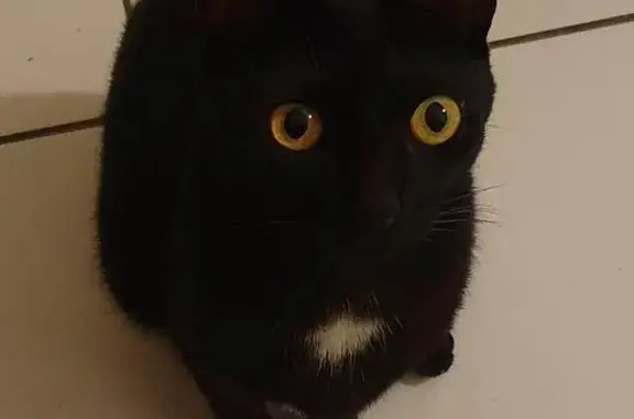 Chatte noire perdue, douce et craintive - photo