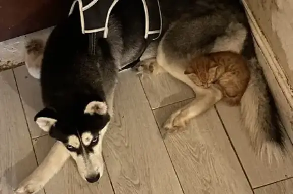 Lost pets , photo: Lost Dog: Ashy Coat, Black Back, Saratoga Av